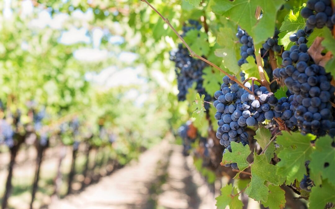 Cabernet Sauvignon: The Crown Jewel of Grape Wines