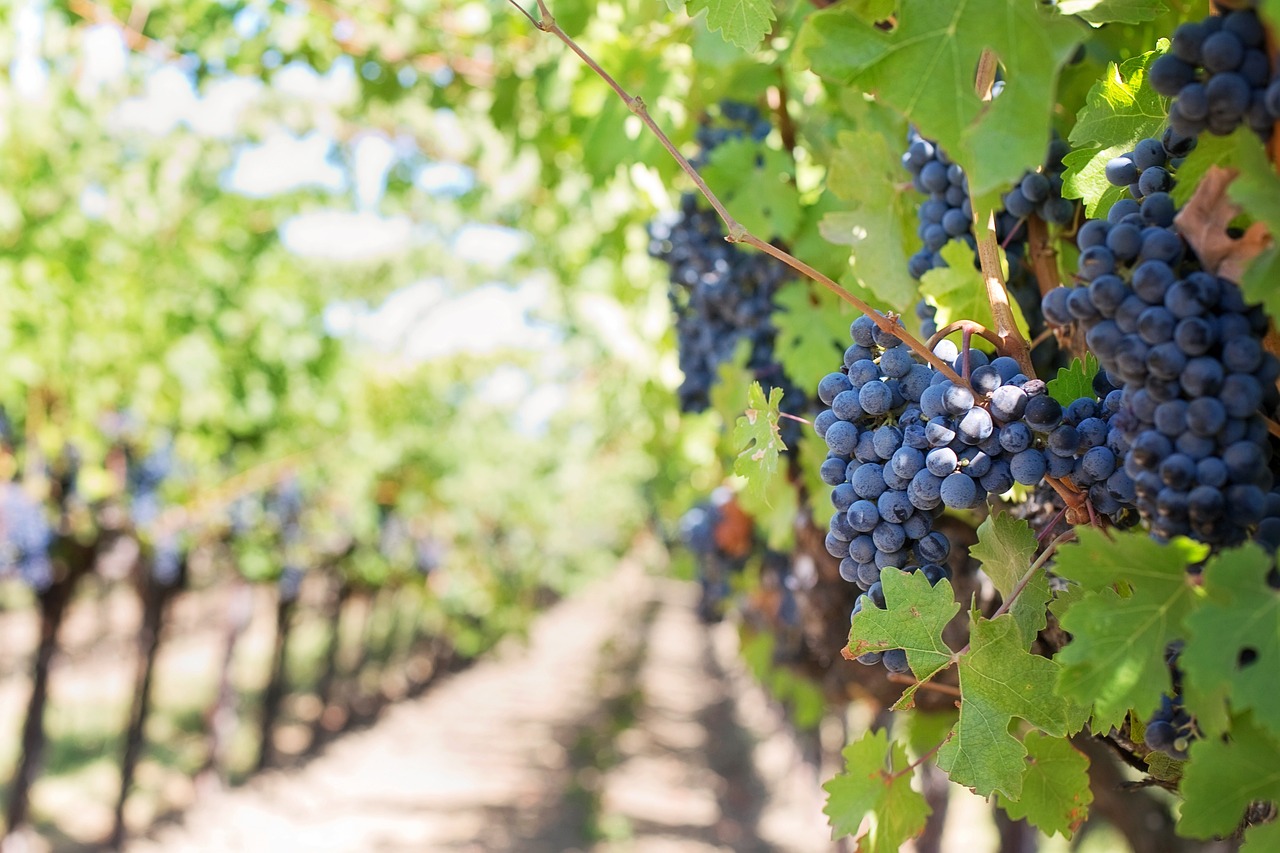 learn about cab grapes